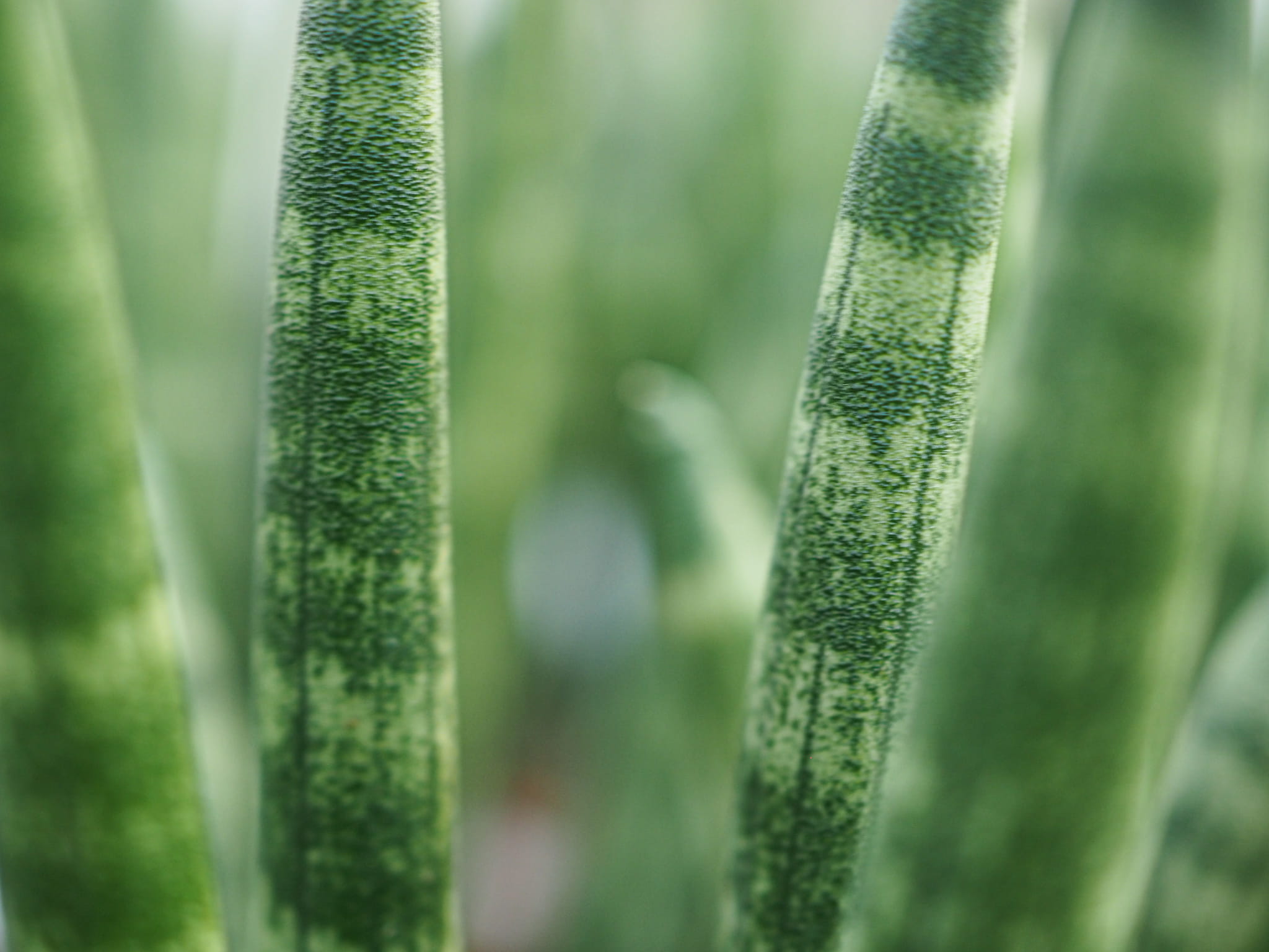 sansevieria cylindrica Spaghetti 15cm megamix.shop