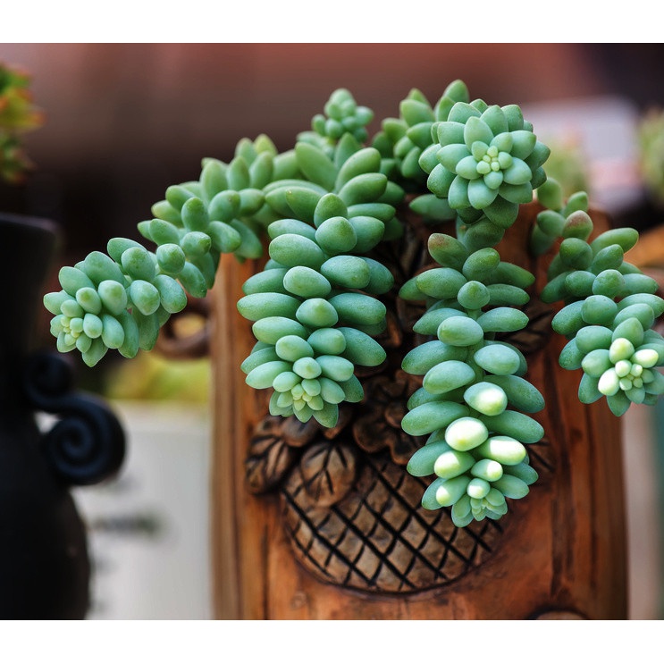 Sedum Buritto visiace vrkoče sadenica v kvetináči sukulent megamix.shop