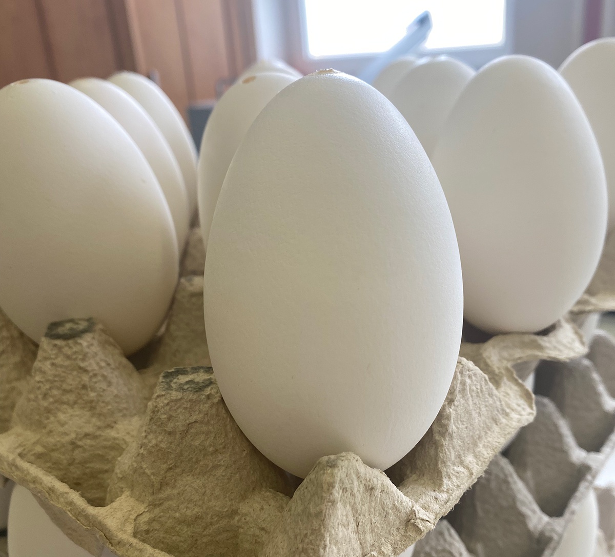 Skořápky husích vajec vyfouknuté 10ks na zdobení velikonoční vajíčka kraslice megamix.shop